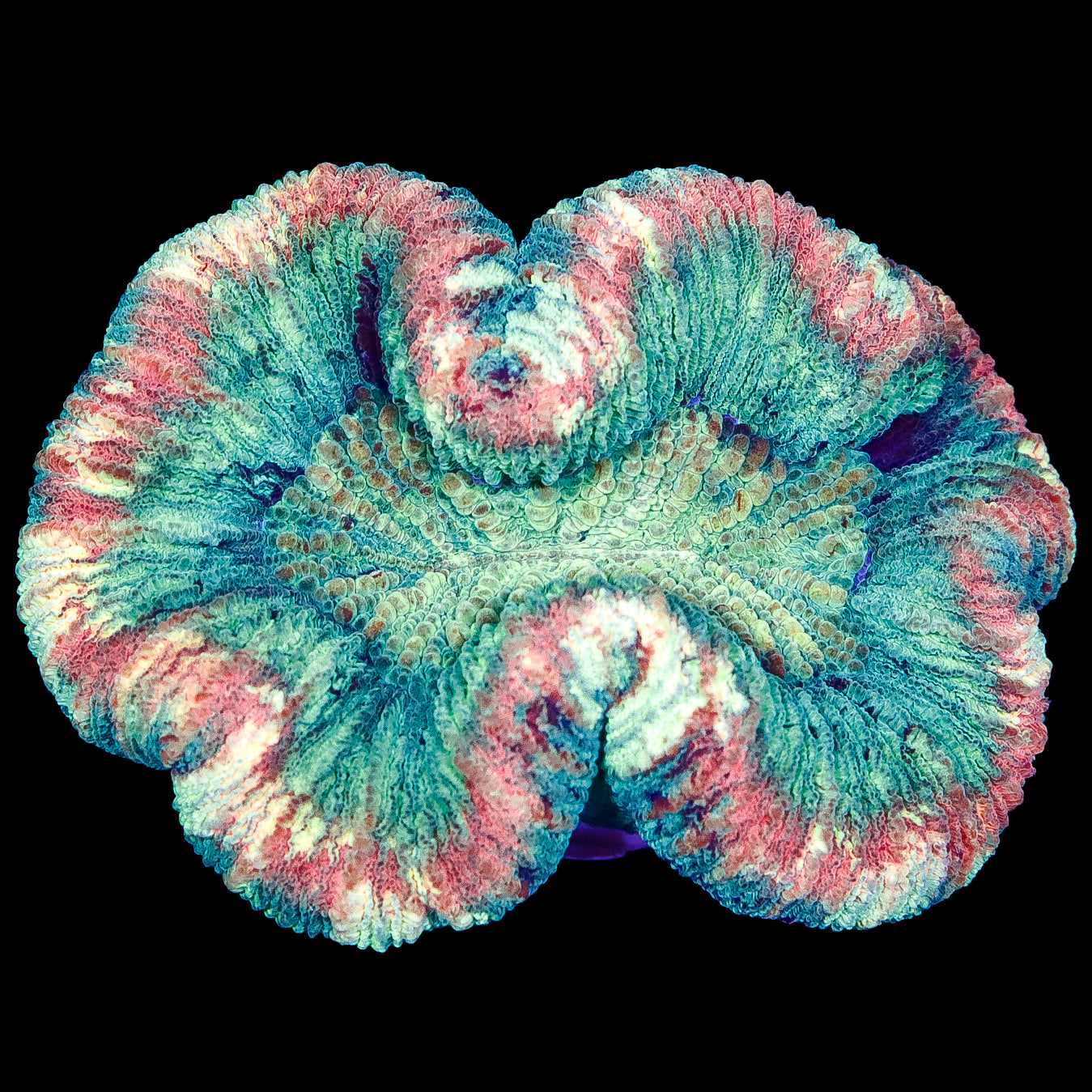 Pastel Aussie Trachyphyllia Coral