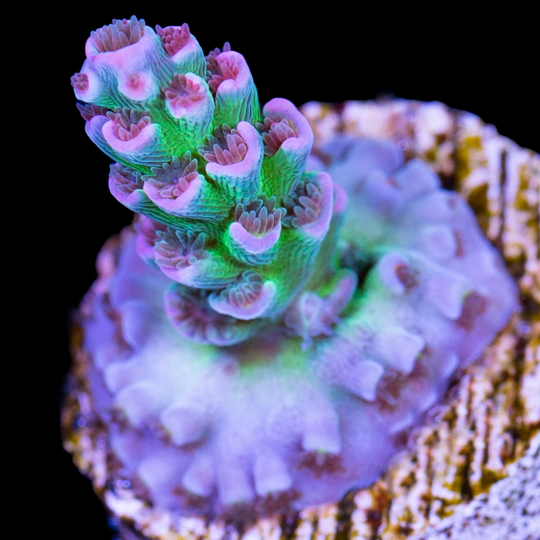 CC Pink Highlighter Acropora Coral | Buy Live Coral for Sale | Vivid ...