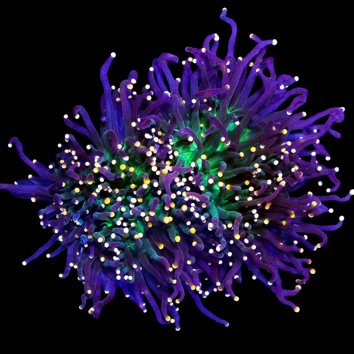Ultra Orange Tipped Torch Coral
