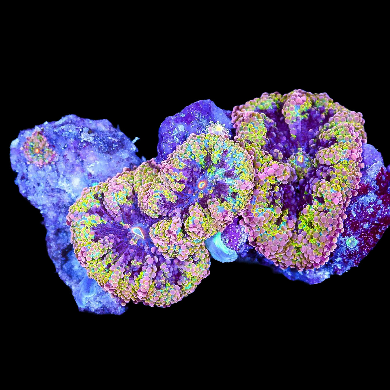 Ultra Solomon Island Ricordea Mushroom Colony