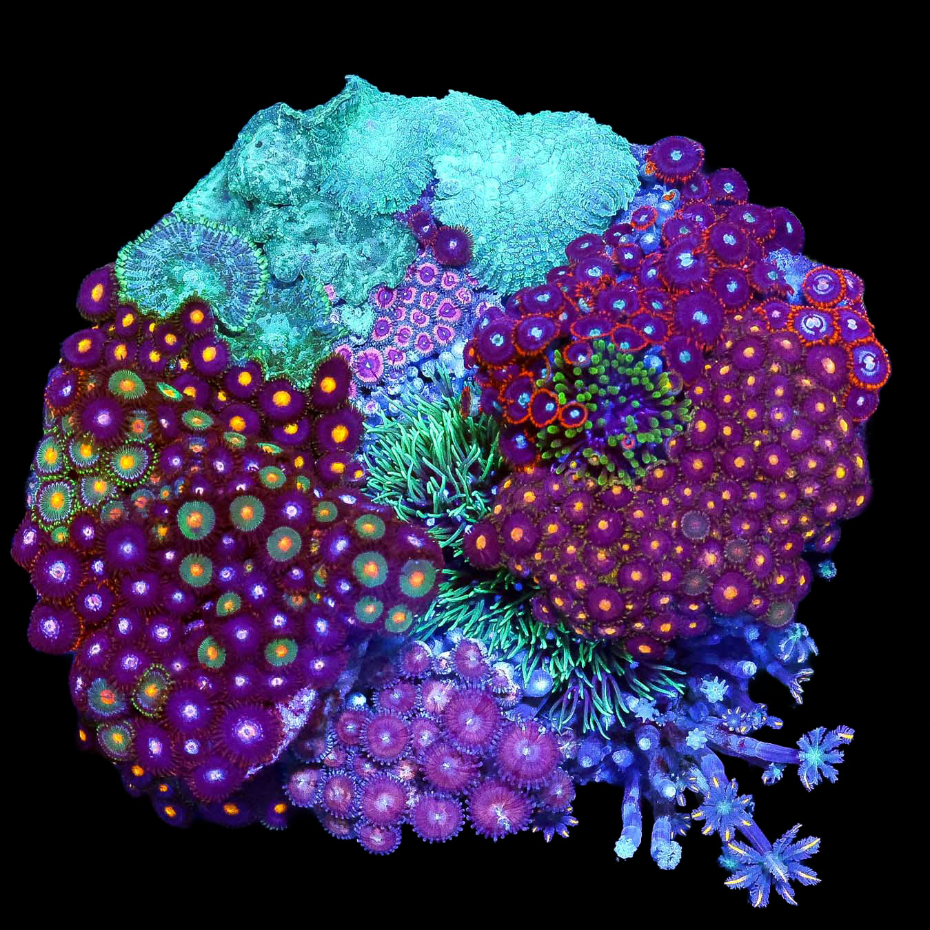 XL Rainbow Zoanthid Colony