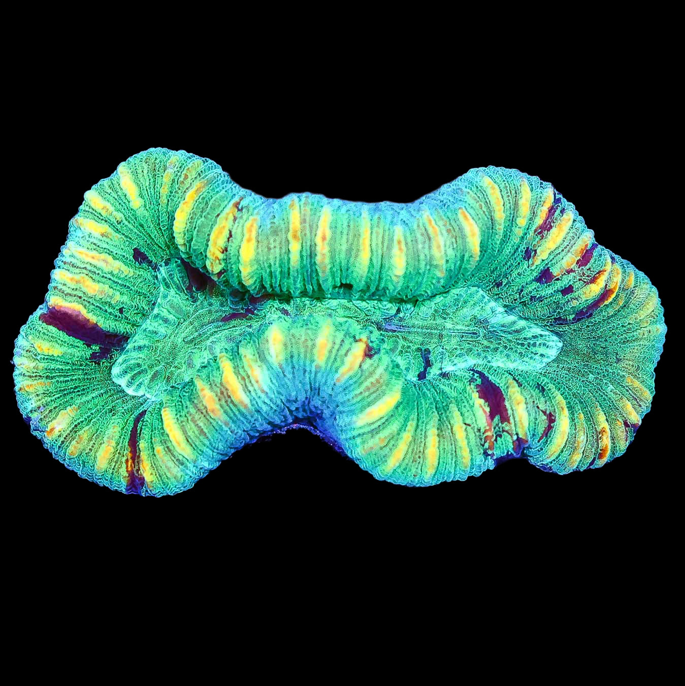 Ultra Aussie Trachyphyllia Coral