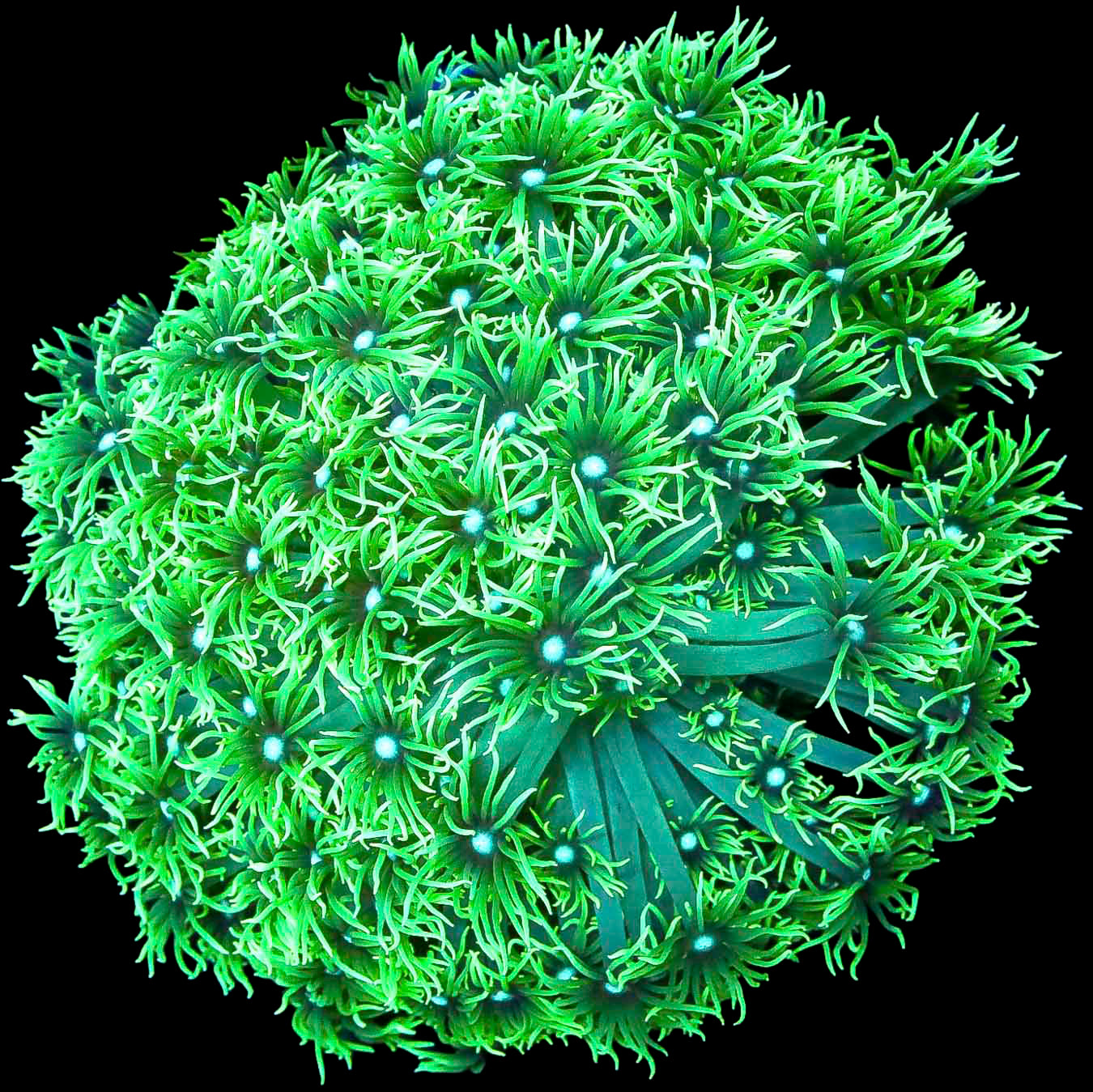 Neon Green Goniopora Coral Colony