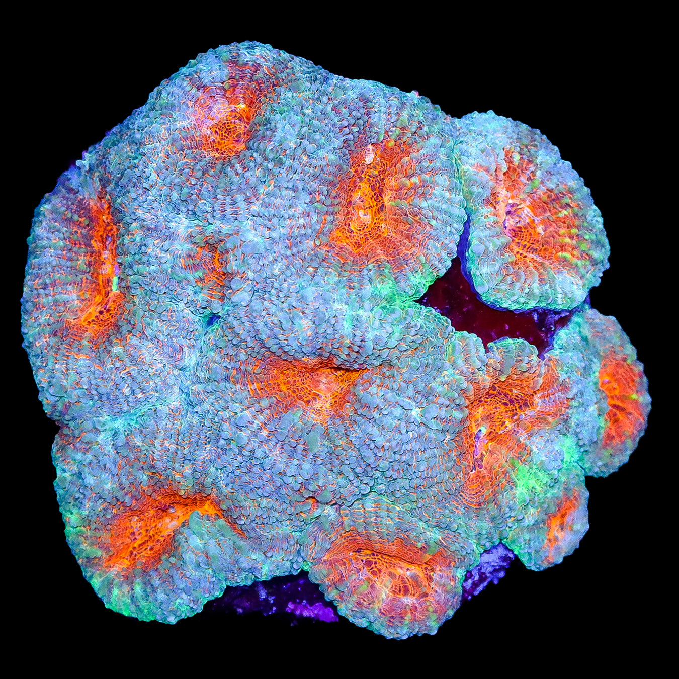Molten Acan Bowerbanki Coral Colony