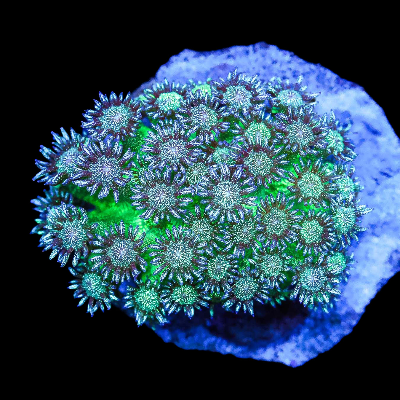 Hot Mint Glitter Goniopora Coral Colony
