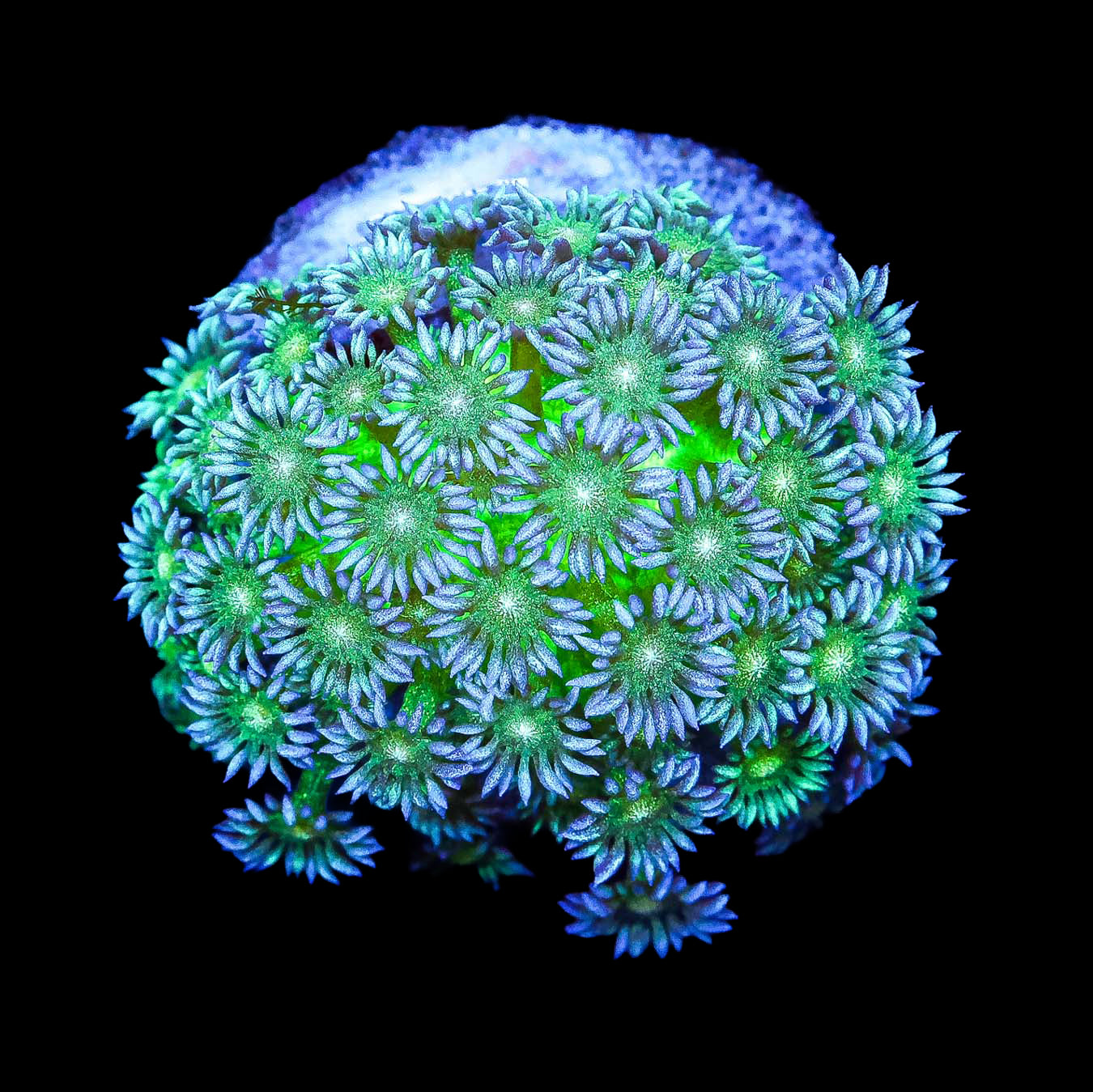 Hot Mint Glitter Goniopora Coral Colony