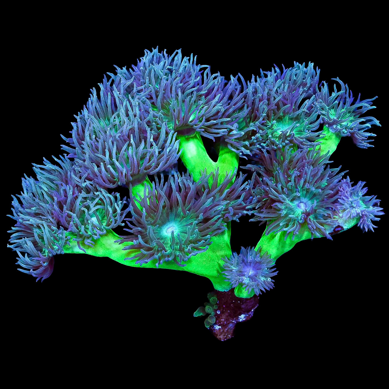 Green Stem Duncan Coral Colony