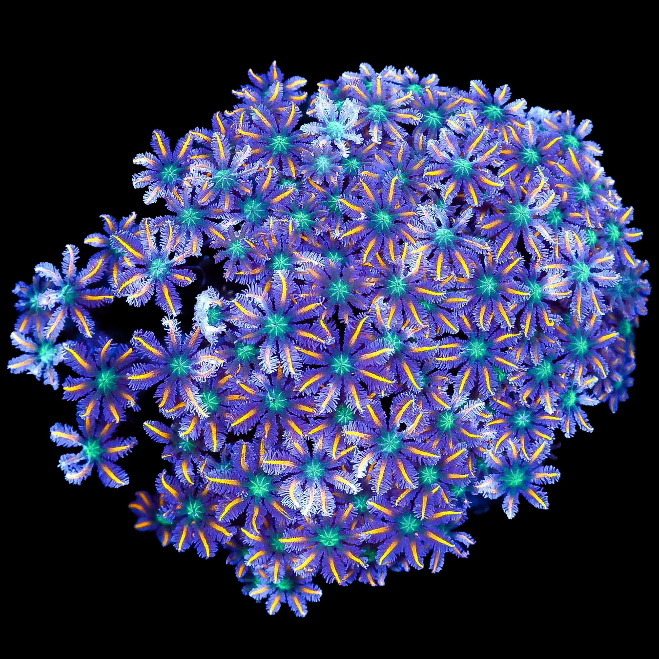 Orange Tip Clove Polyp Colony