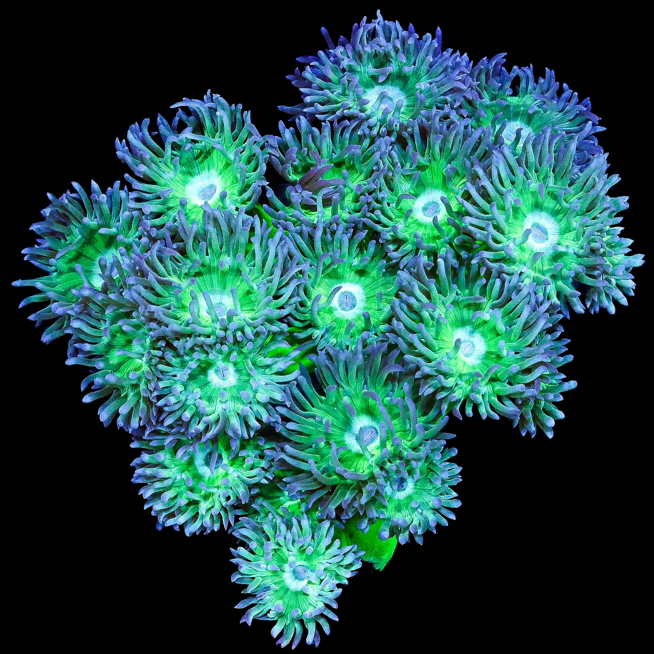 Green Stem Duncan Coral Colony