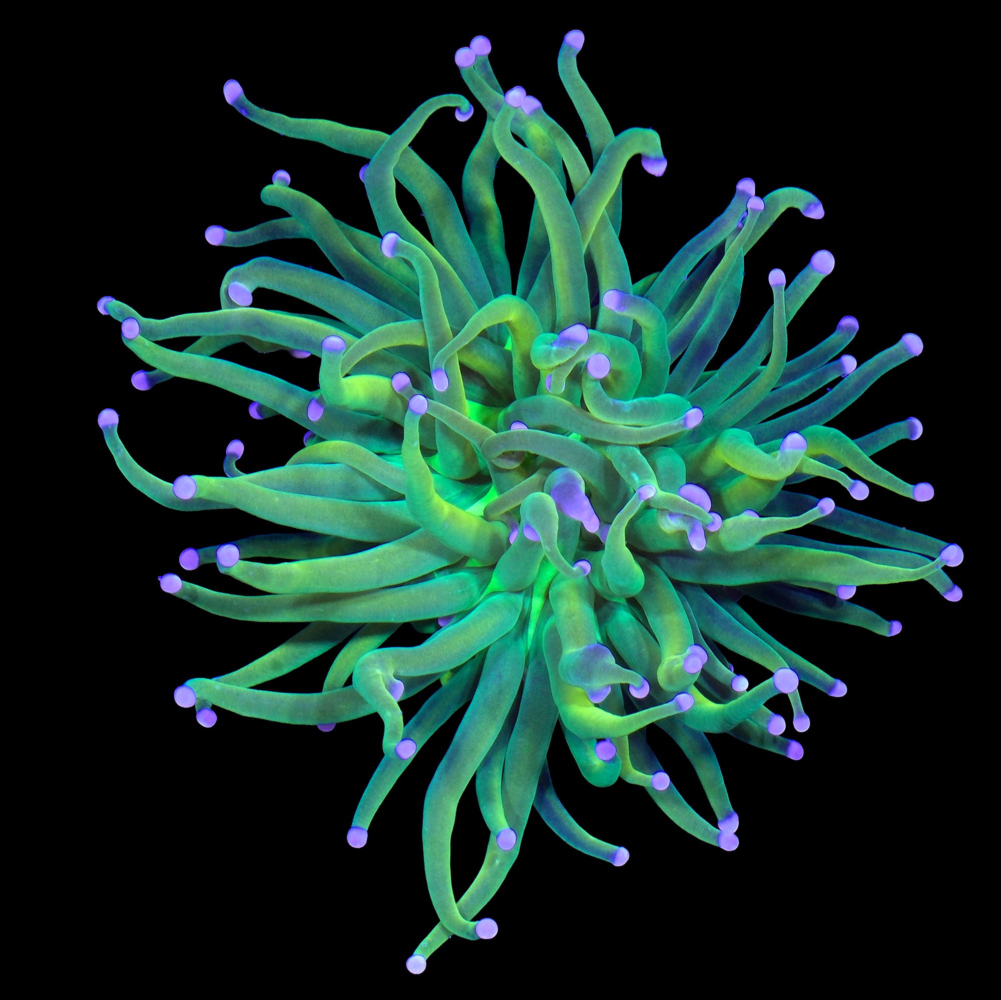Holy Grail Torch Coral
