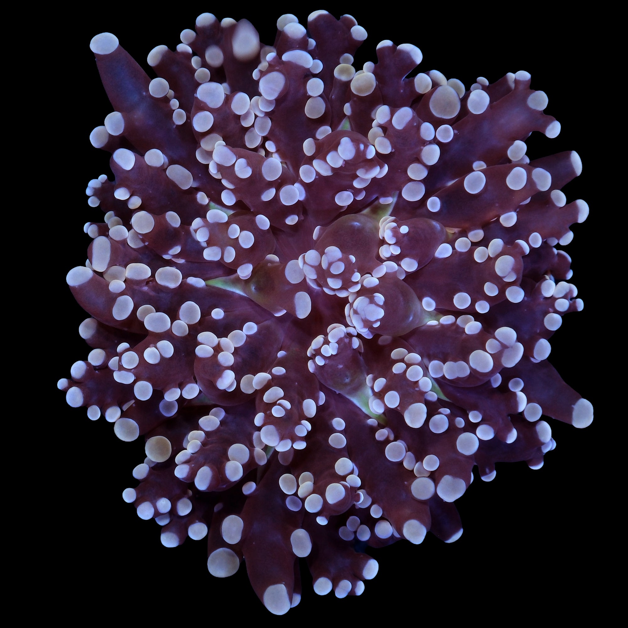 Orange Frogspawn Coral