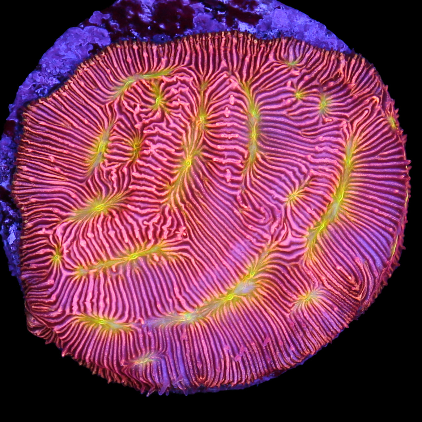 Jack-o-lantern Leptoseris Coral