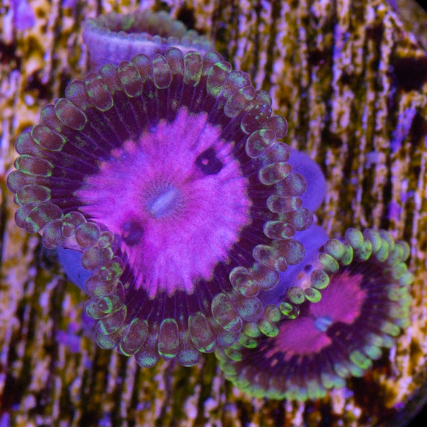 Purple Monster Zoanthids | Buy Live Coral for Sale | Vivid Aquariums