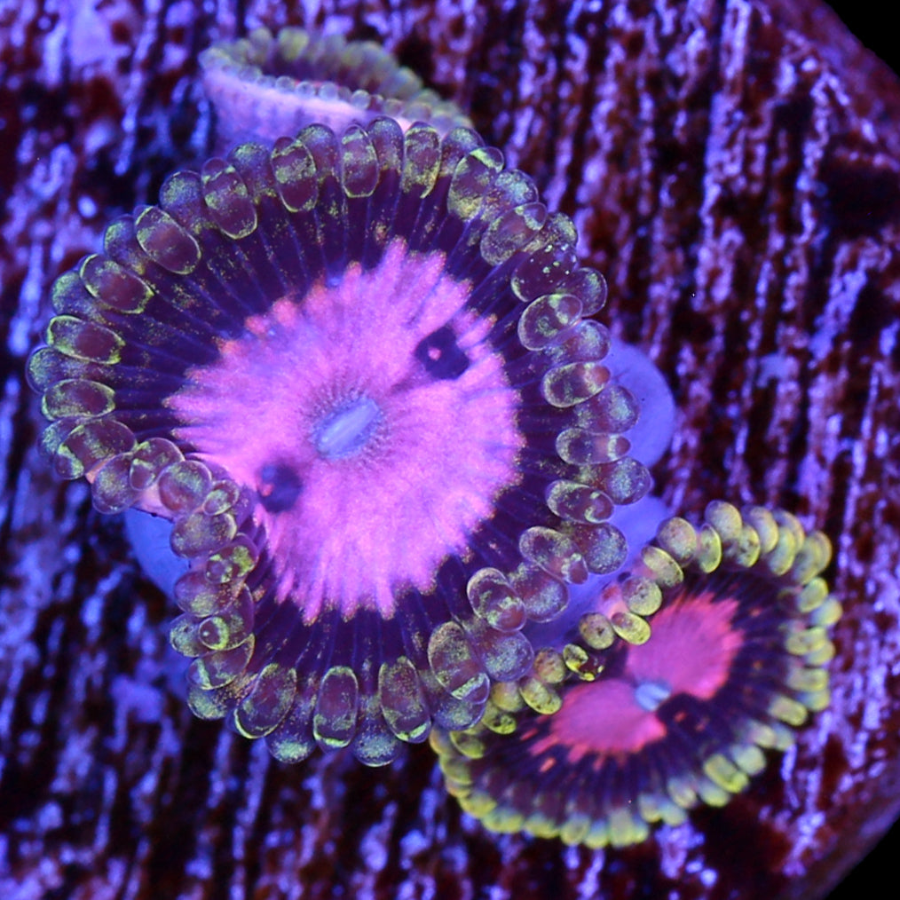 Pink Diamond Zoanthids