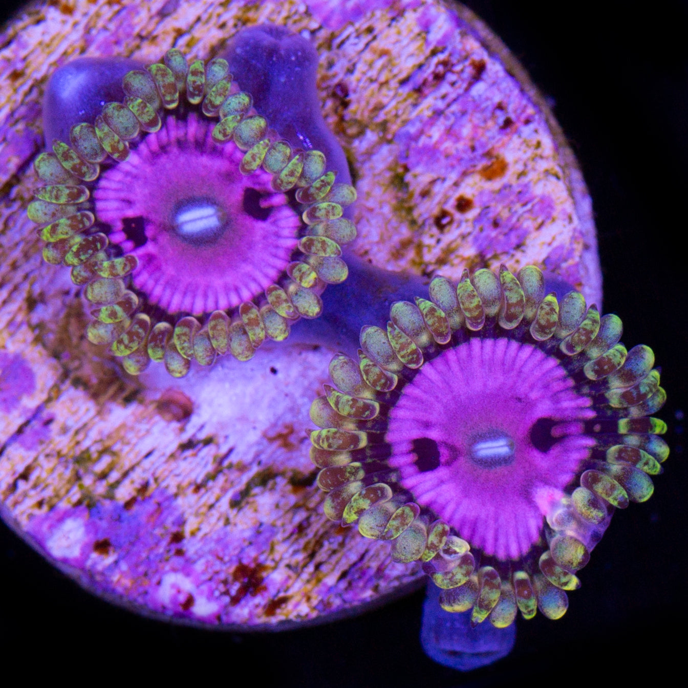 Pink Diamond Zoanthids