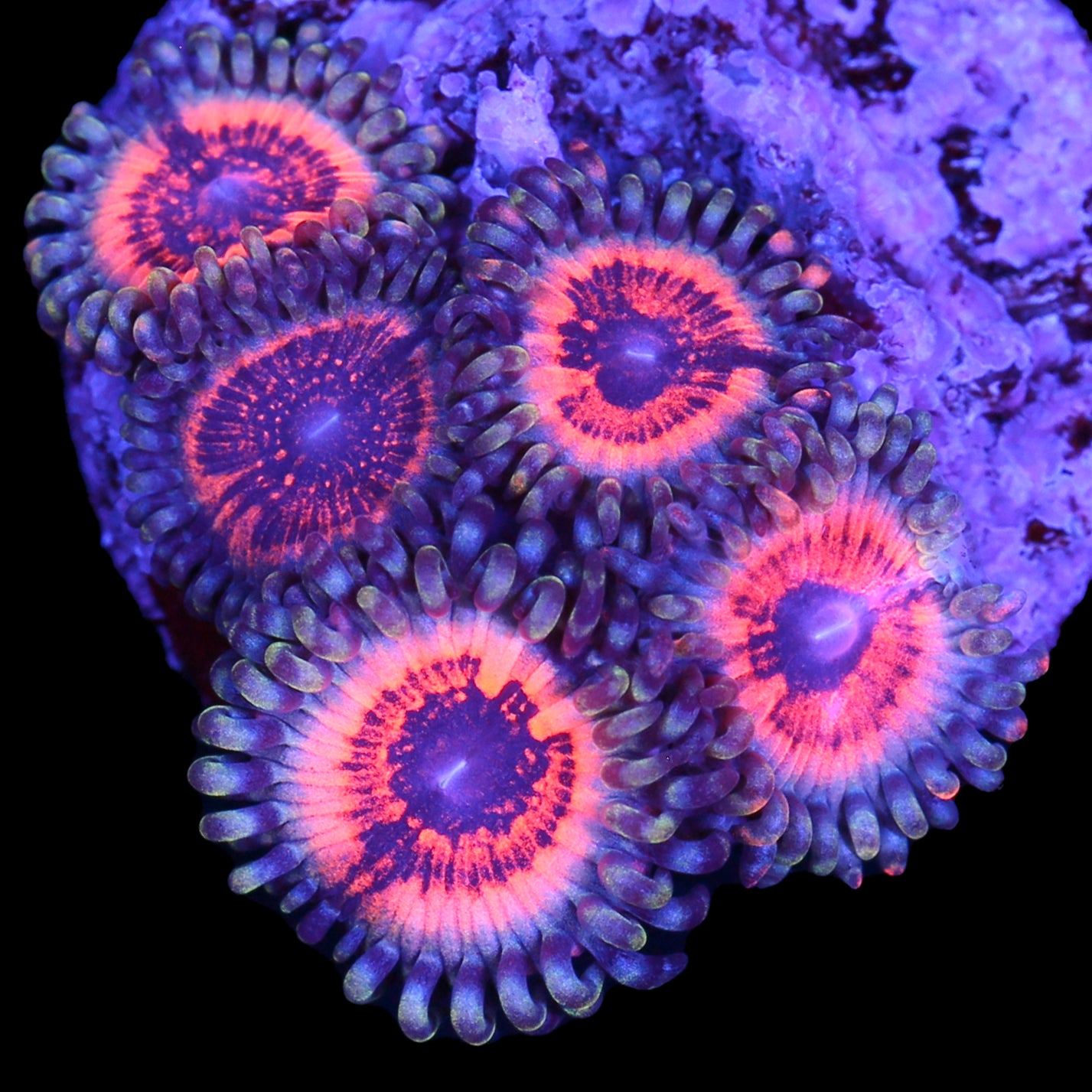 Vivid's Epic Armor of Gods Zoanthids