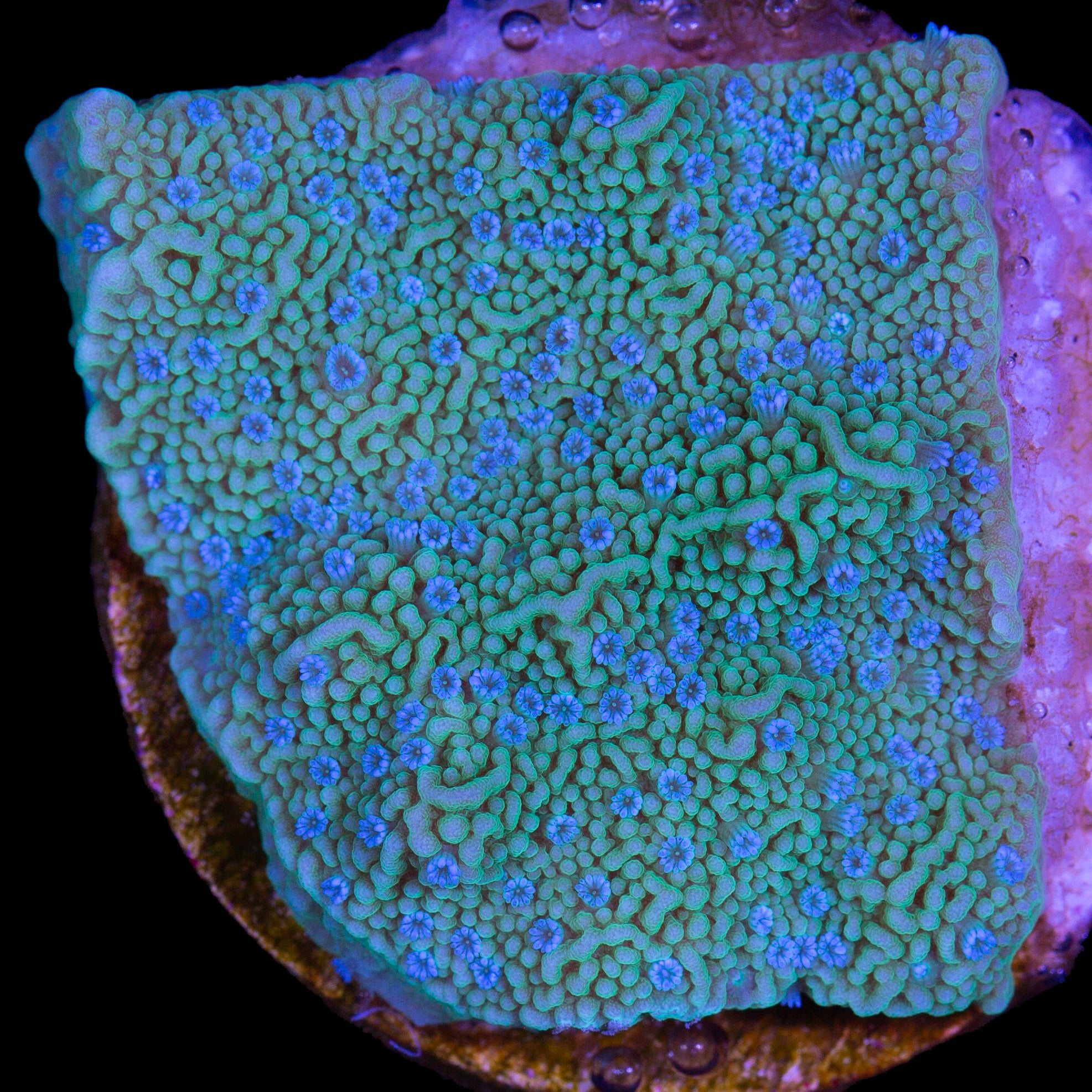 Vivid's Blue Polyp Montipora Capricornus Coral