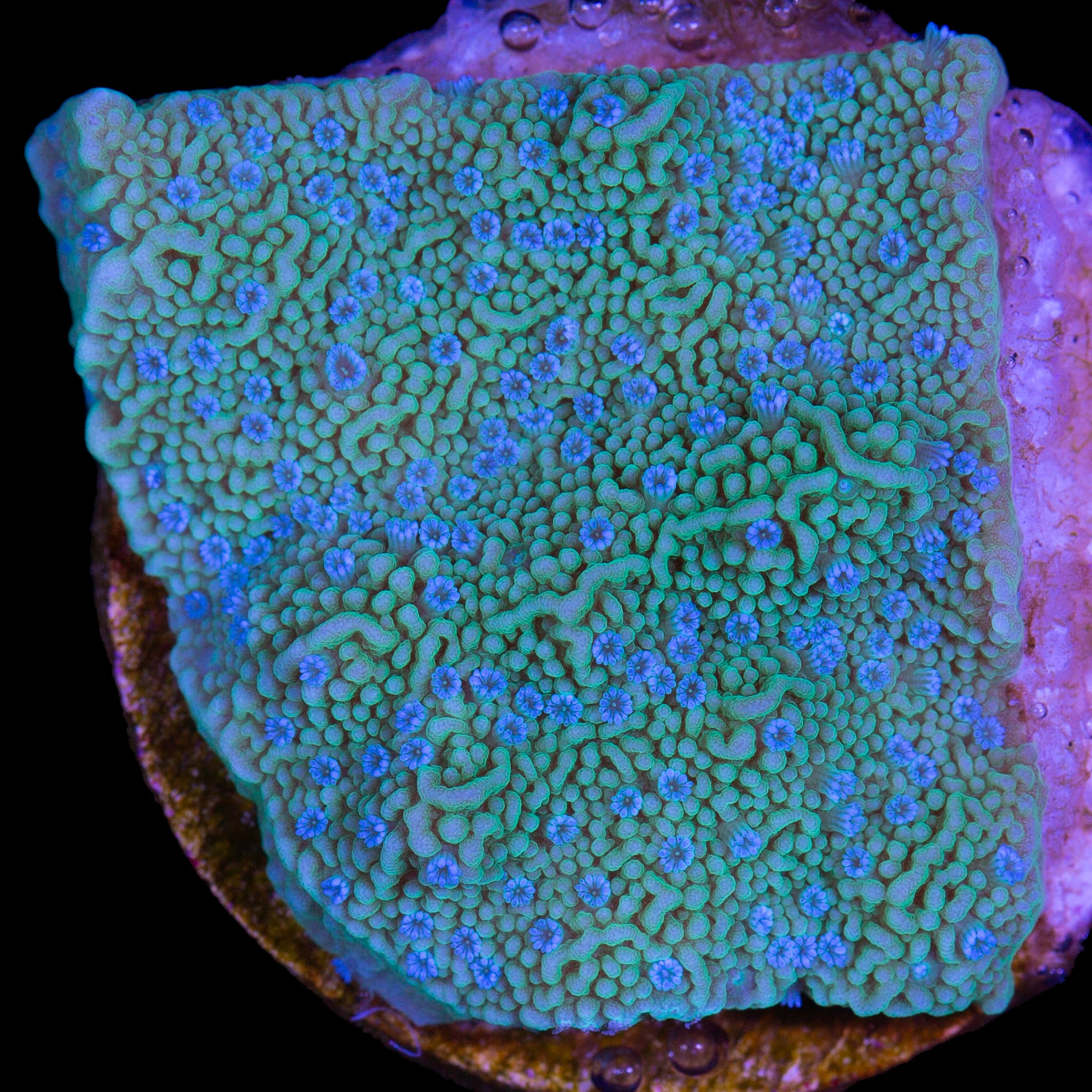 Blue Polyp Montipora Capricornis Coral - Vivid Aquariums