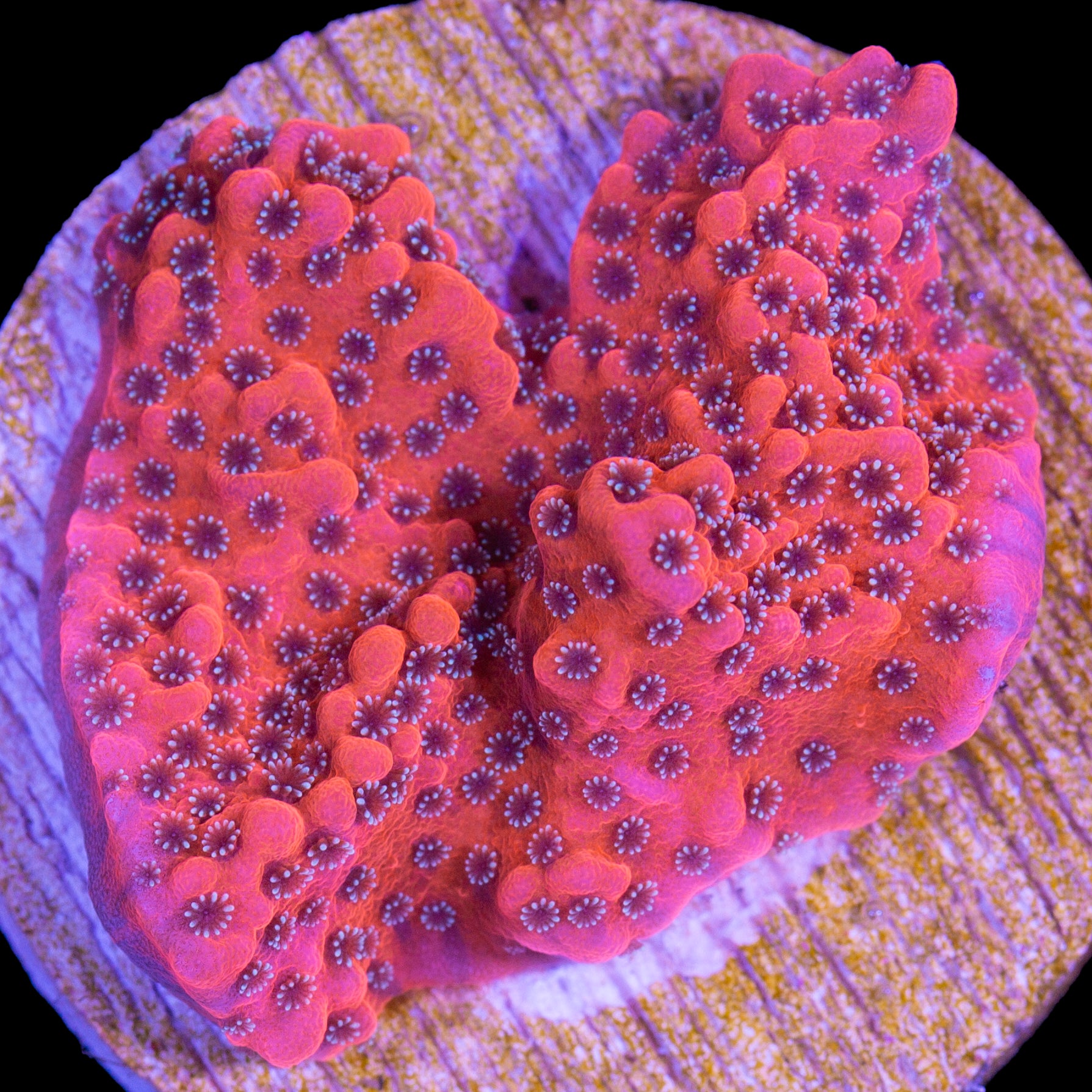 Megatron Montipora Coral