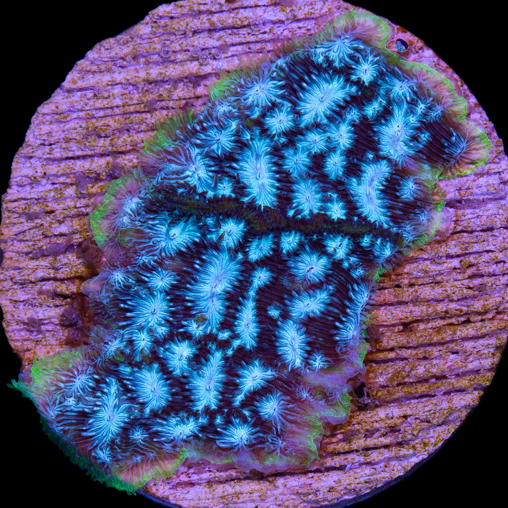 Brain Freeze Leptoseris Coral