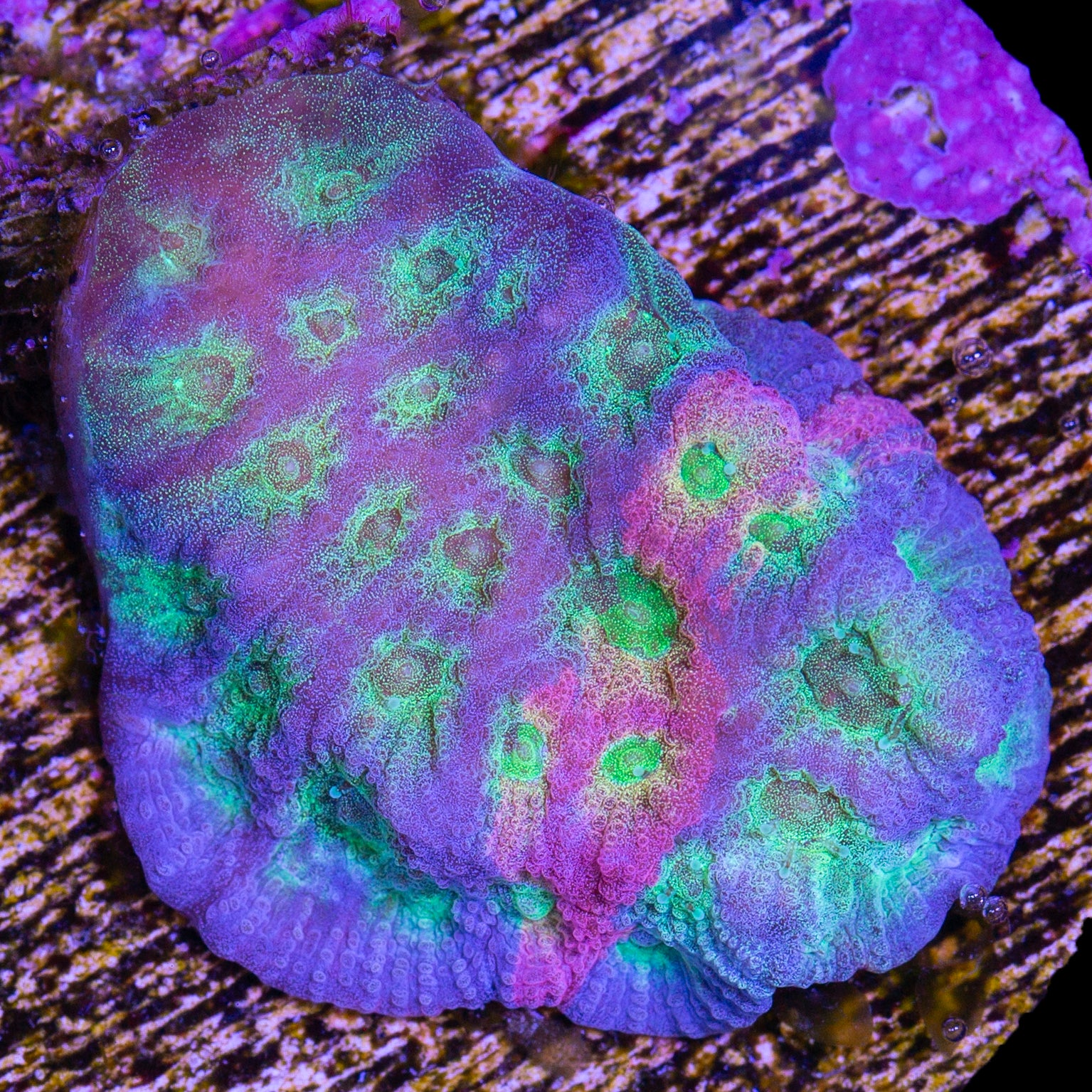 Dayglow Favia Coral