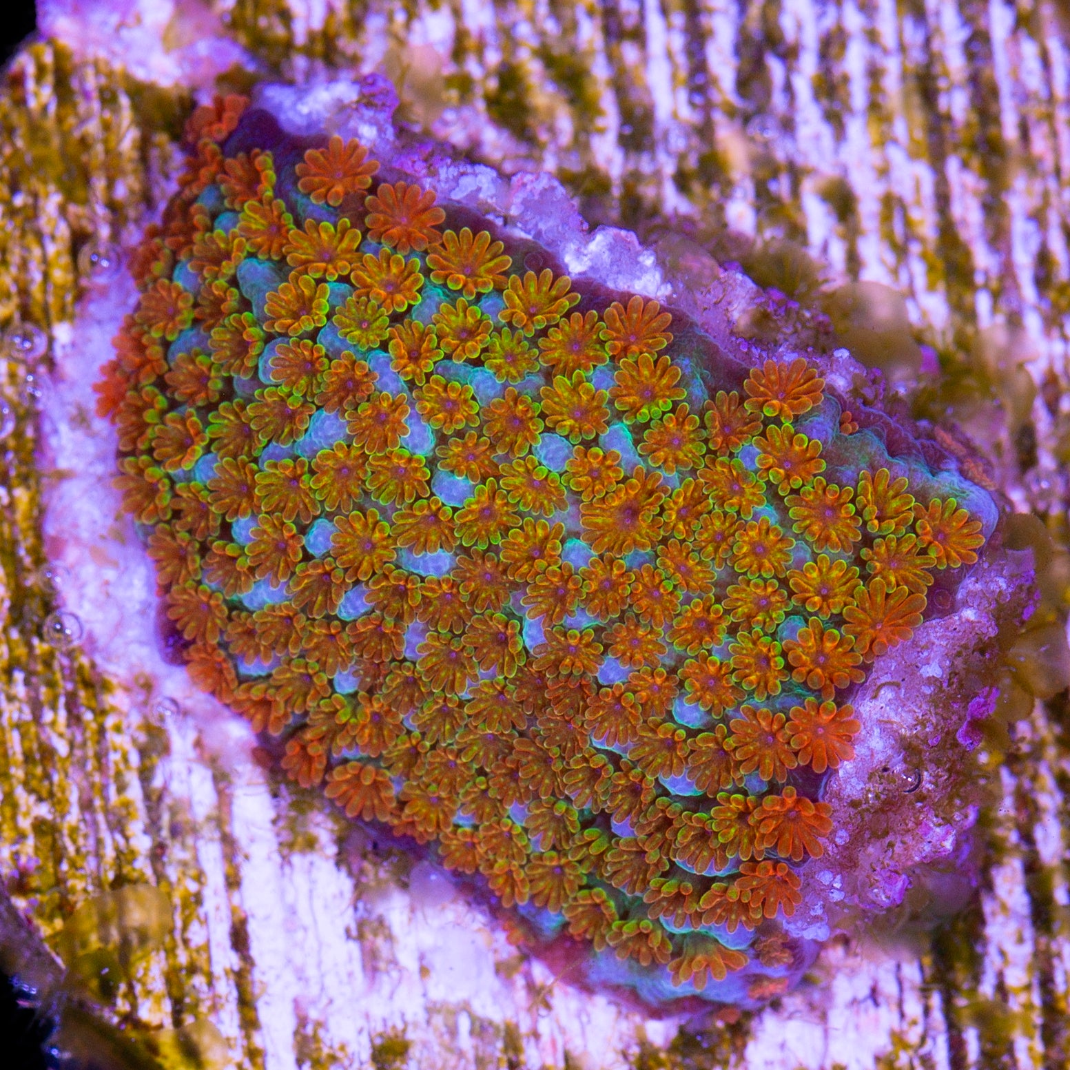 Fruity Pebbles Montipora