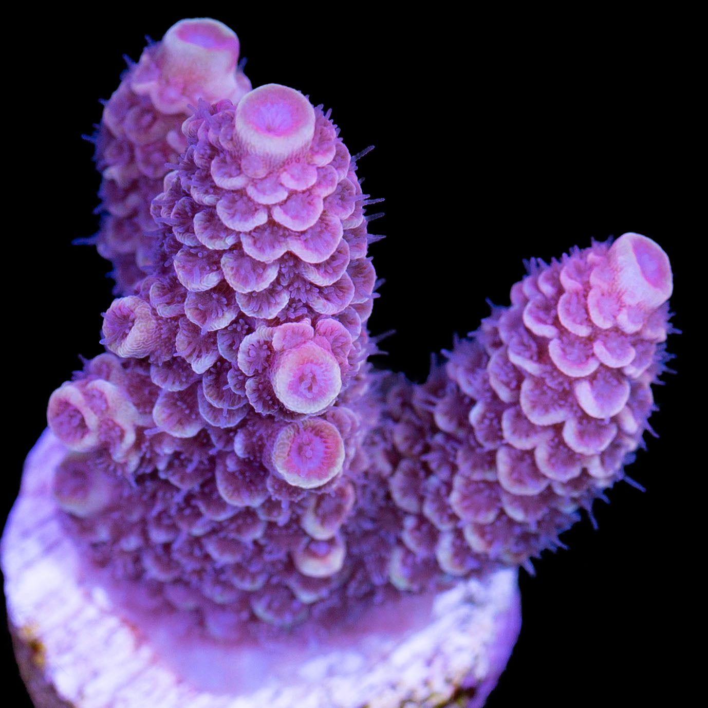 Pink Orchid Spathulata Acropora Coral