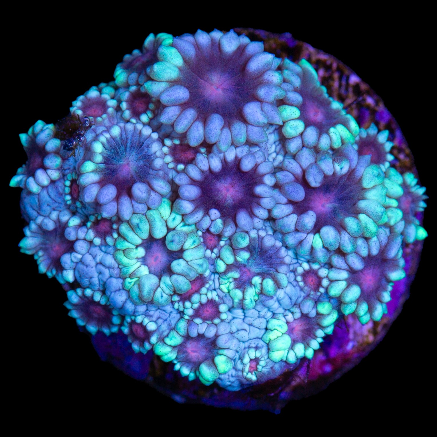 Sakura Alveopora Coral