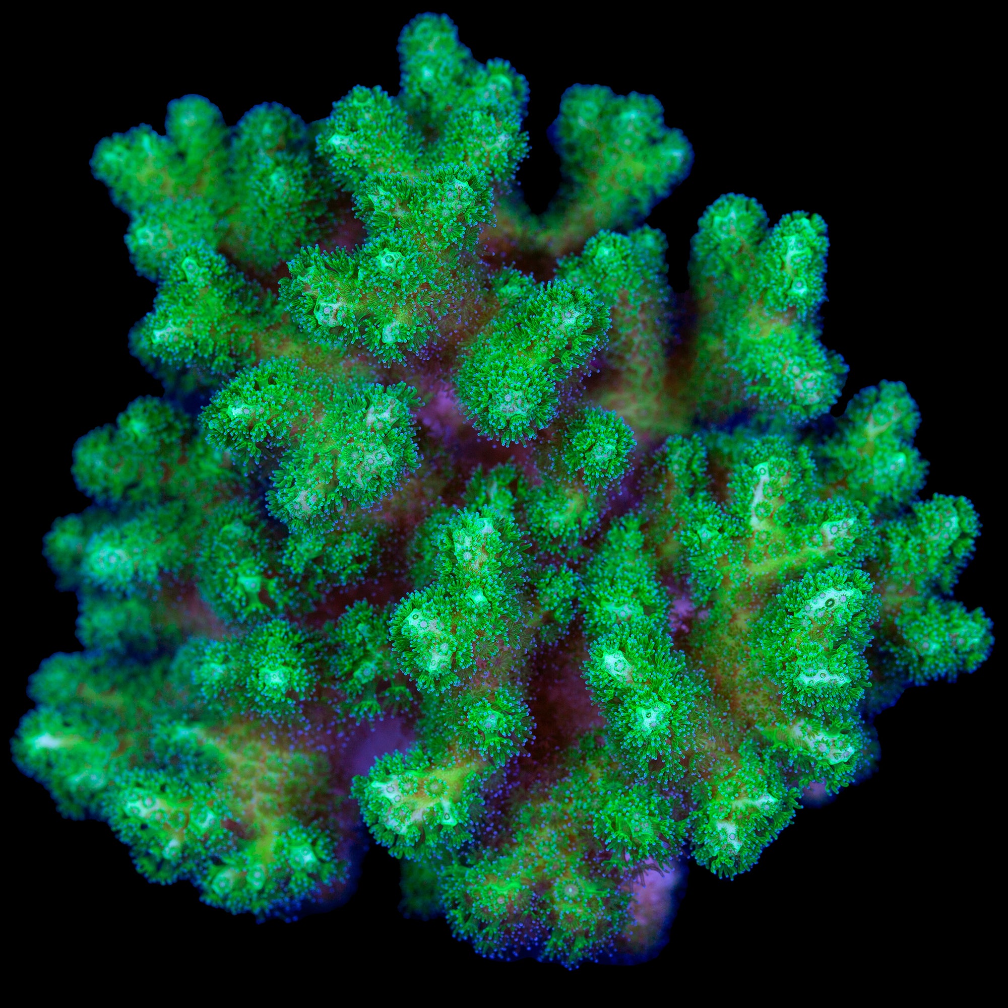 Green Pocillopora Coral