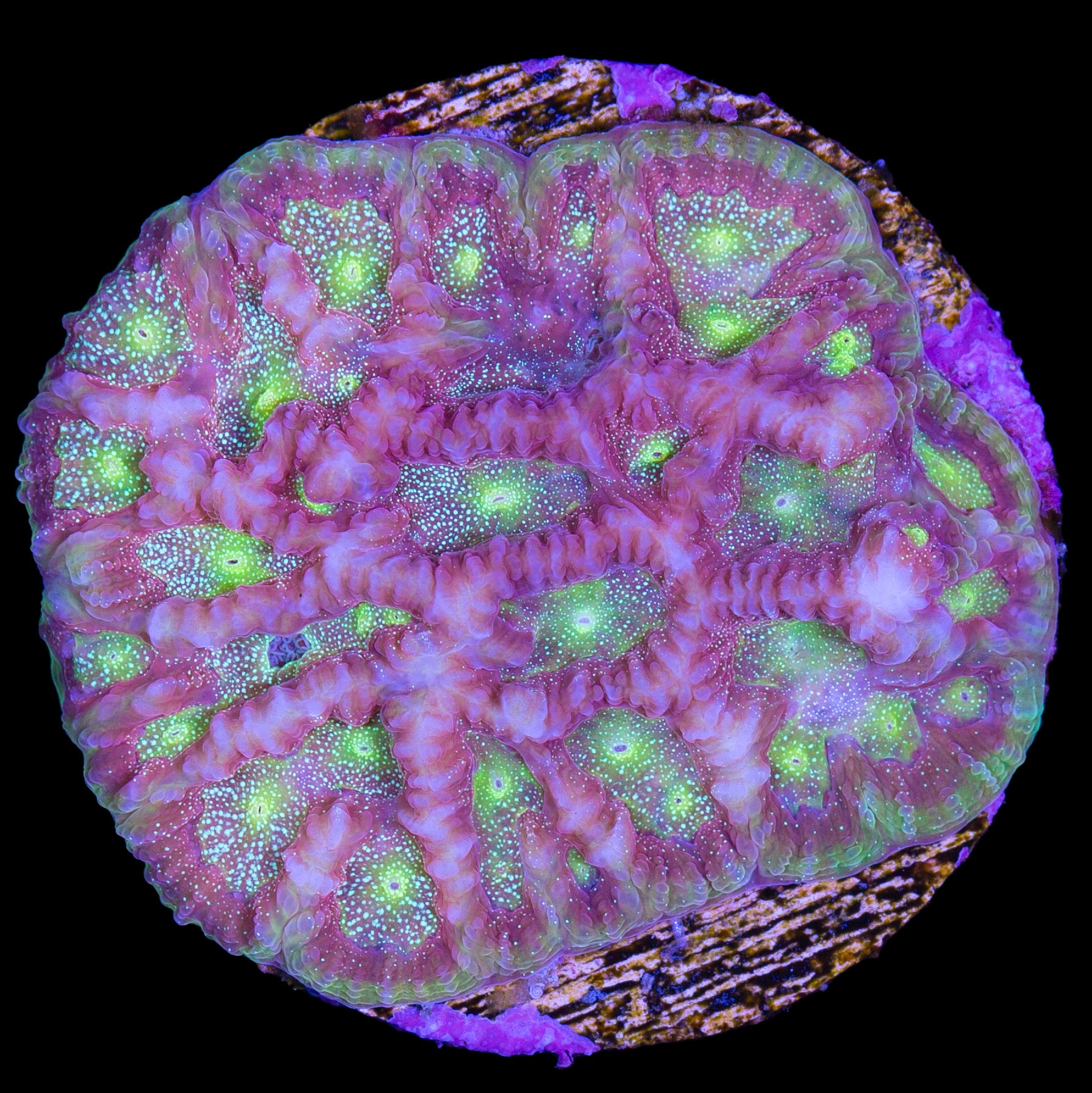 Fairy Dust Favia Coral