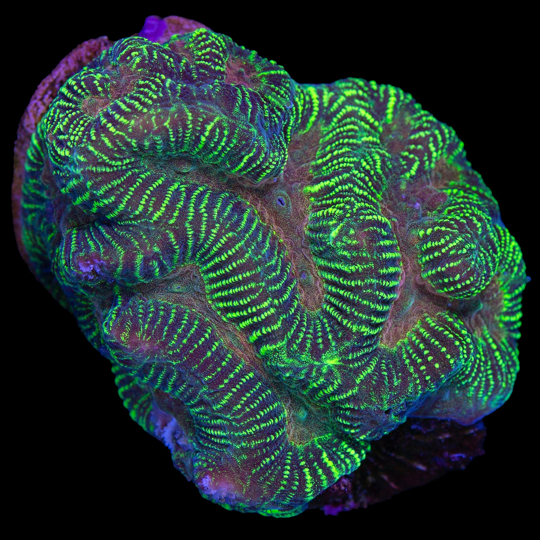 Static Maze Brain Coral