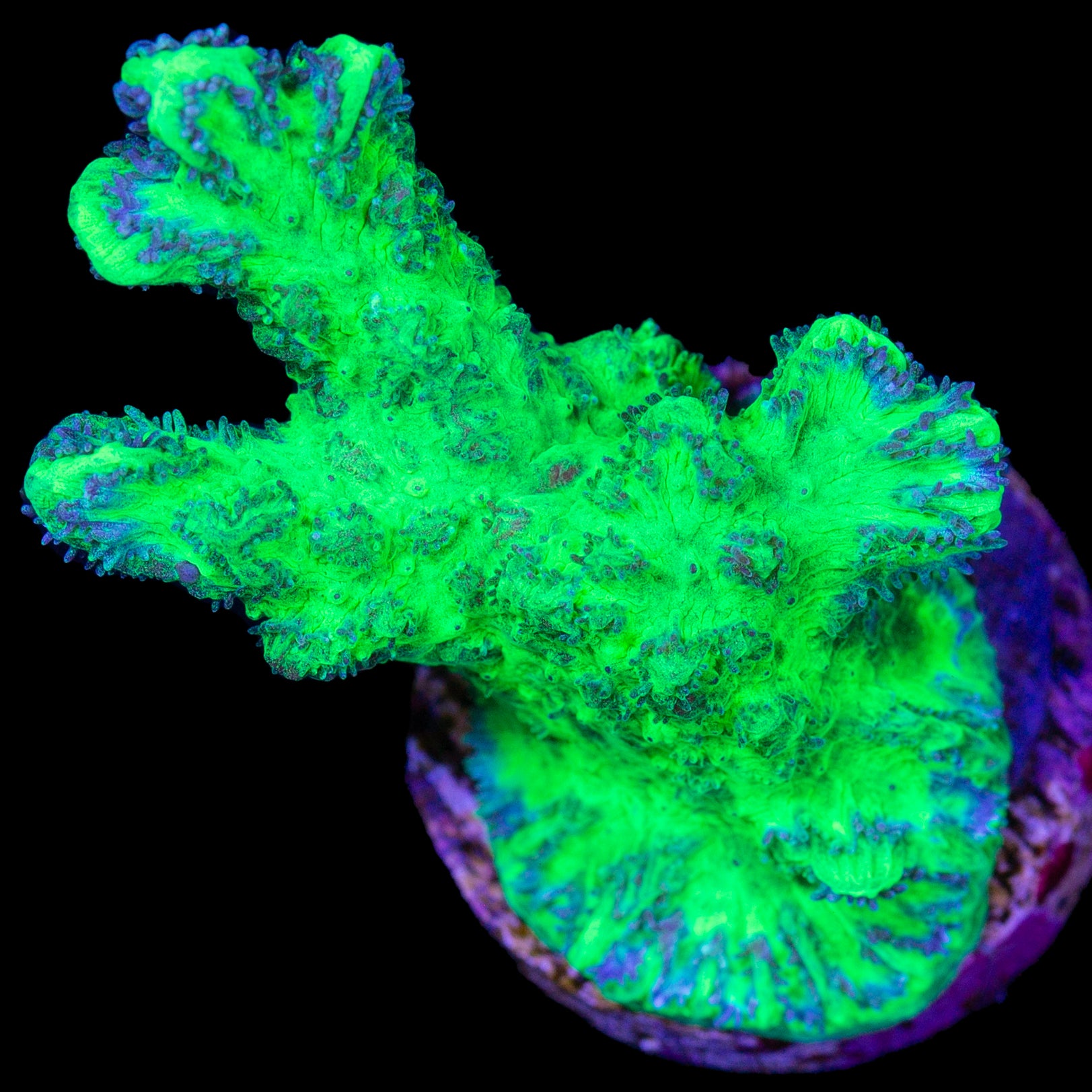 Green Hydnophora Coral