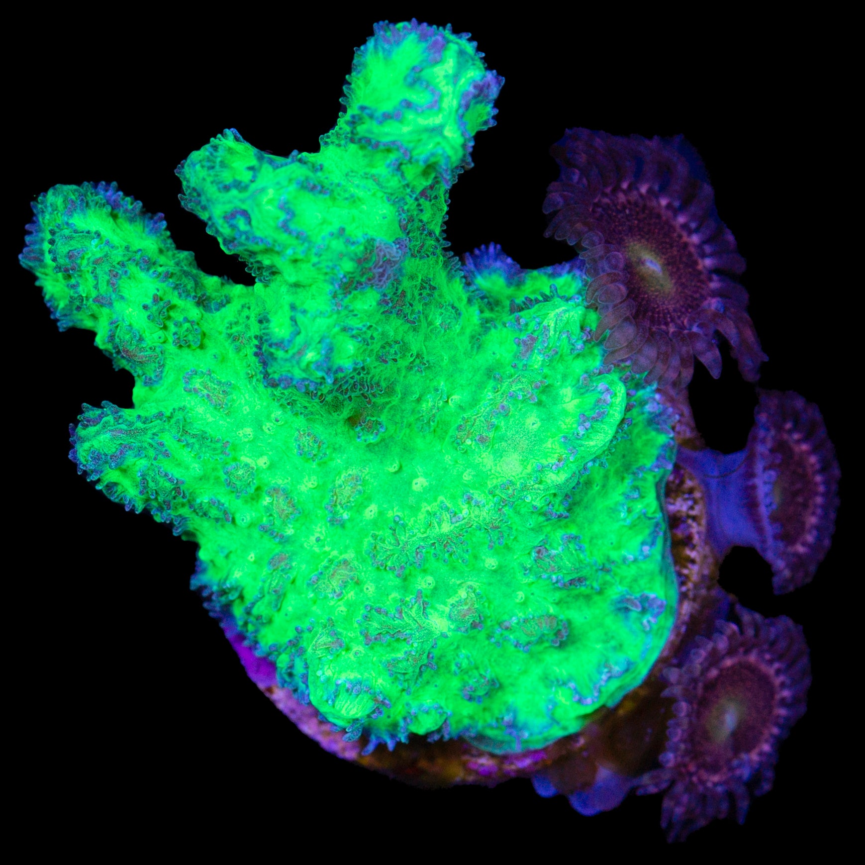 Toxic Green Hydnophora & Zoa Combo Coral Frag