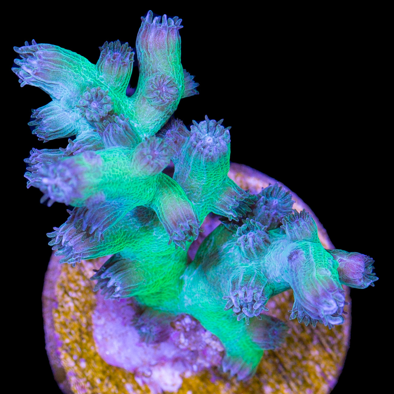 Vivid's Green Branching Cyphastrea Coral