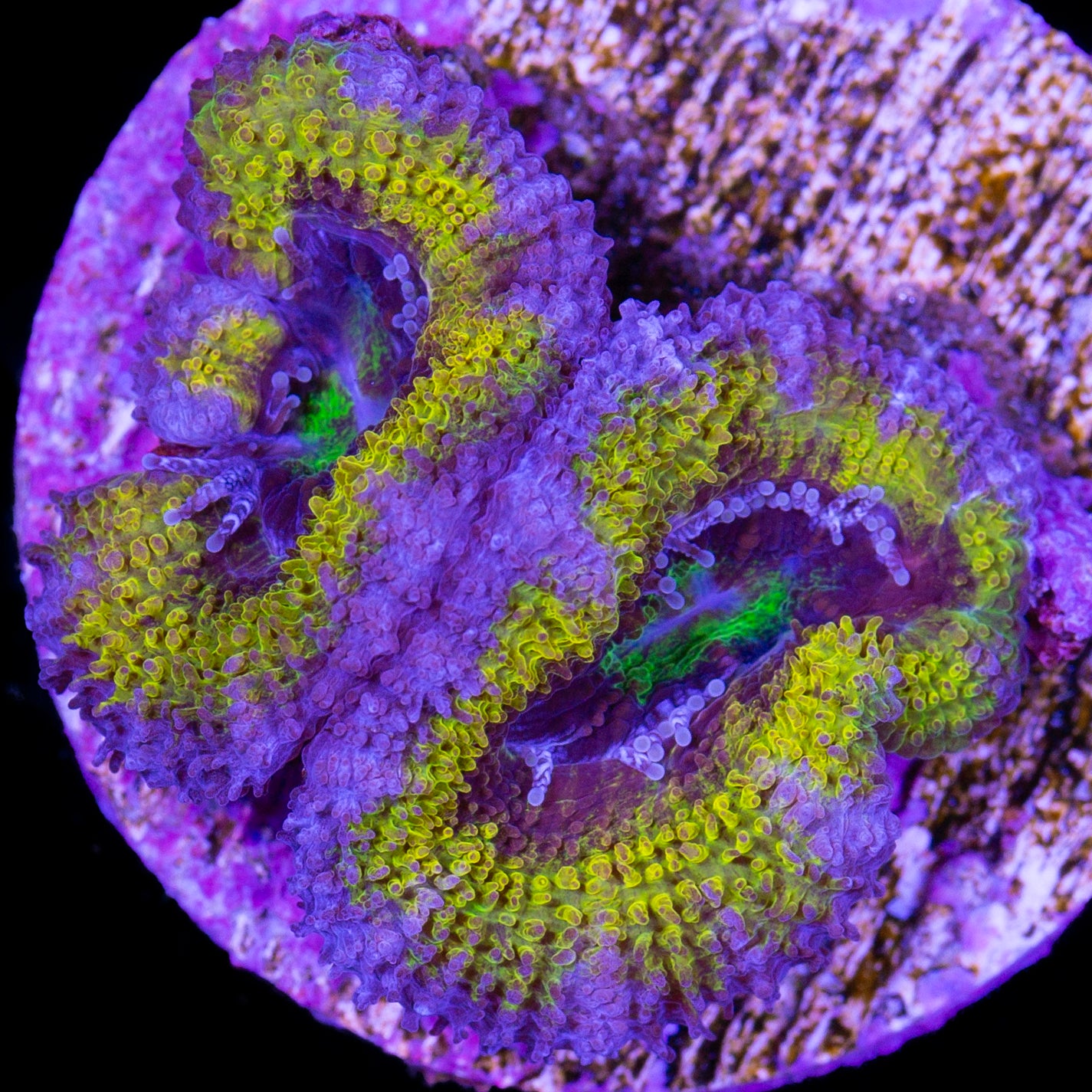 Gold Ring Acan Coral