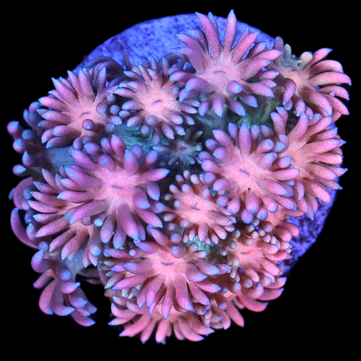 Snowcone Goniopora Coral