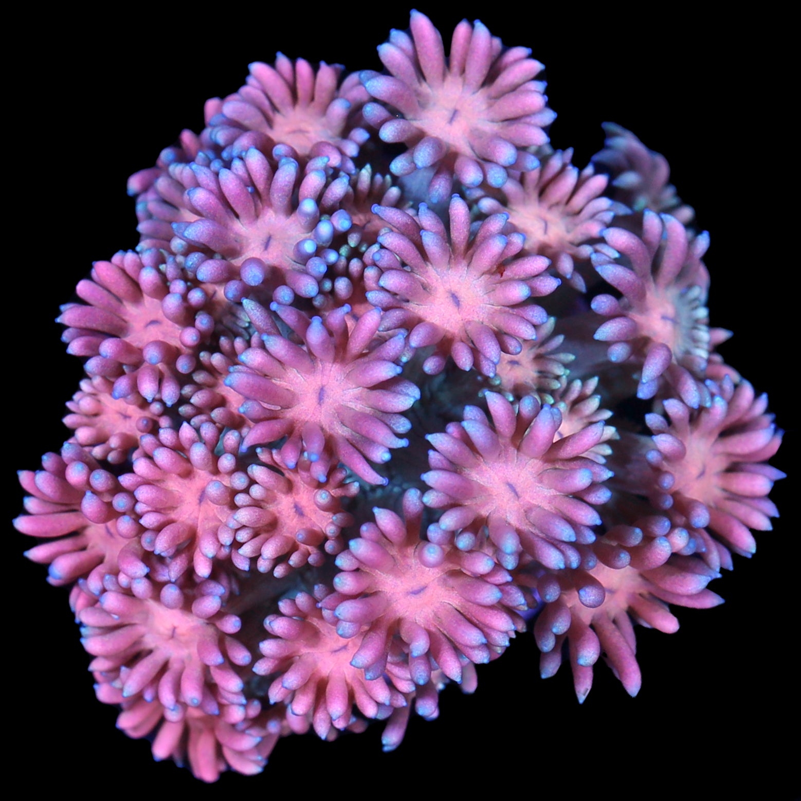 Snowcone Goniopora Coral