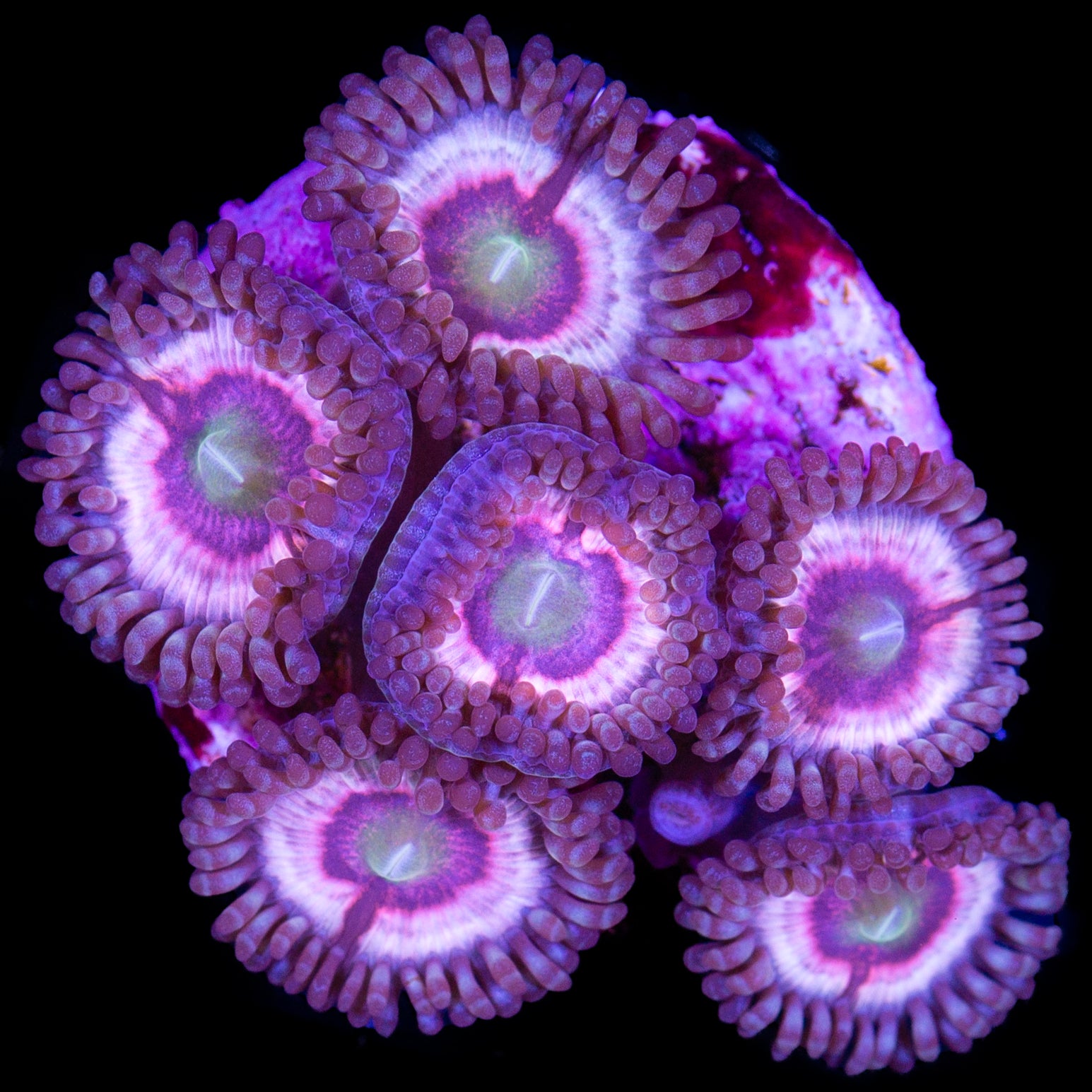 Vivid's Hawkmoon Zoanthids