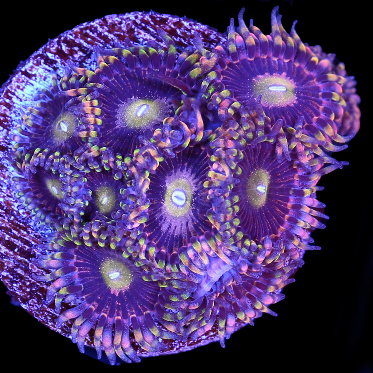 ZOA Blue Hornet Zoanthids | Buy Live Coral for Sale - Vivid