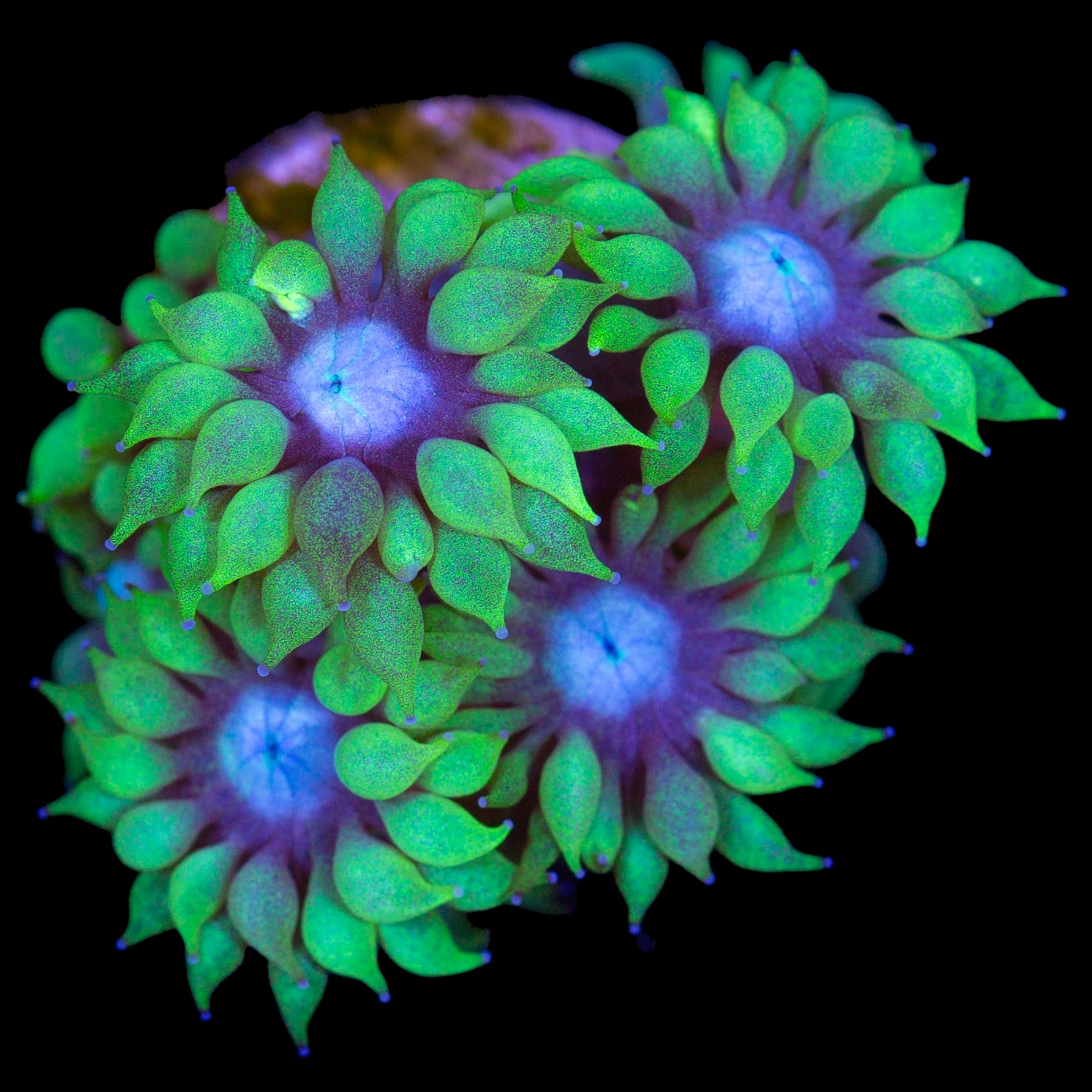 Blue Eye Goniopora Coral