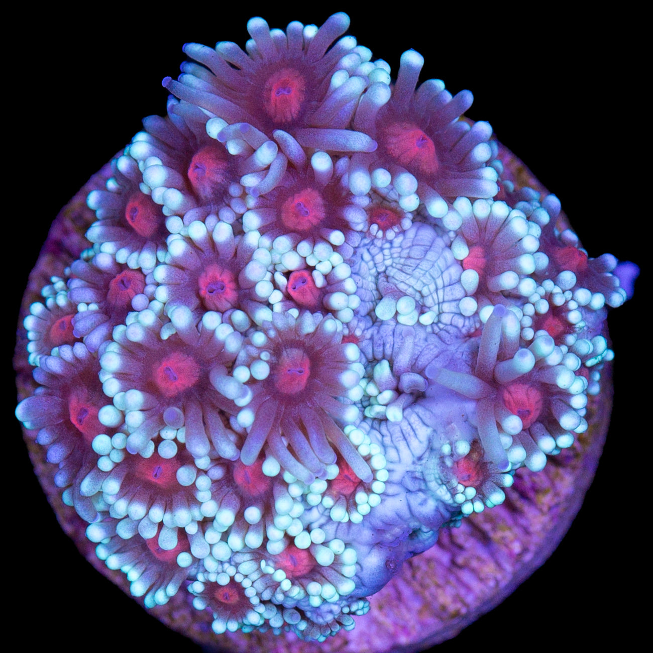 Vivid's Sakura Goniopora Coral