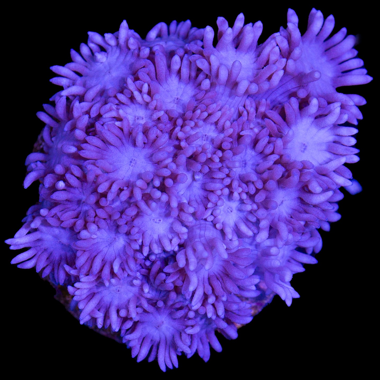 Purple Goniopora Coral