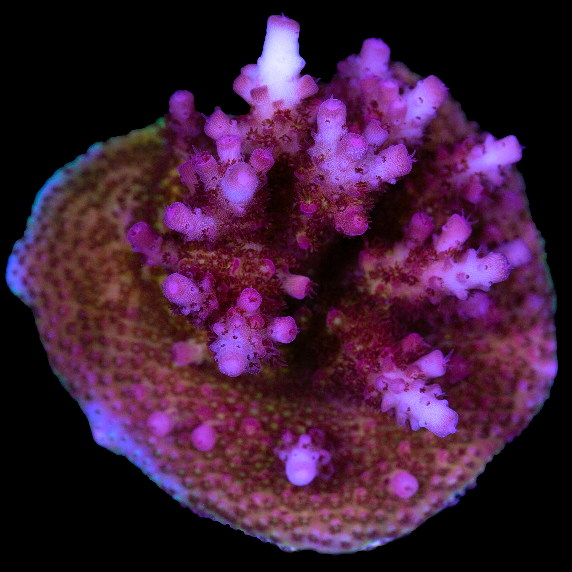 PC Rainbow Acropora Coral - Chunky Frag