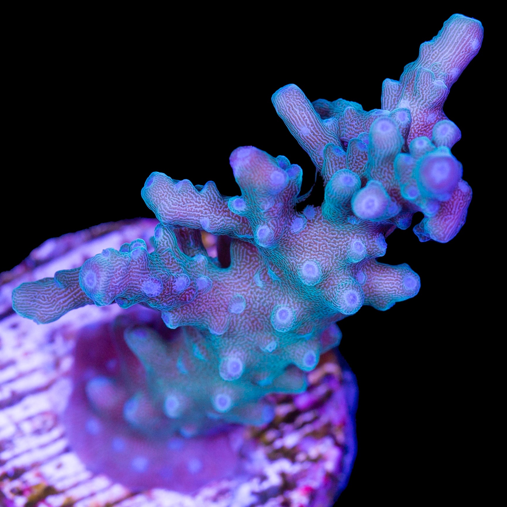 Blue Tort Acropora Coral