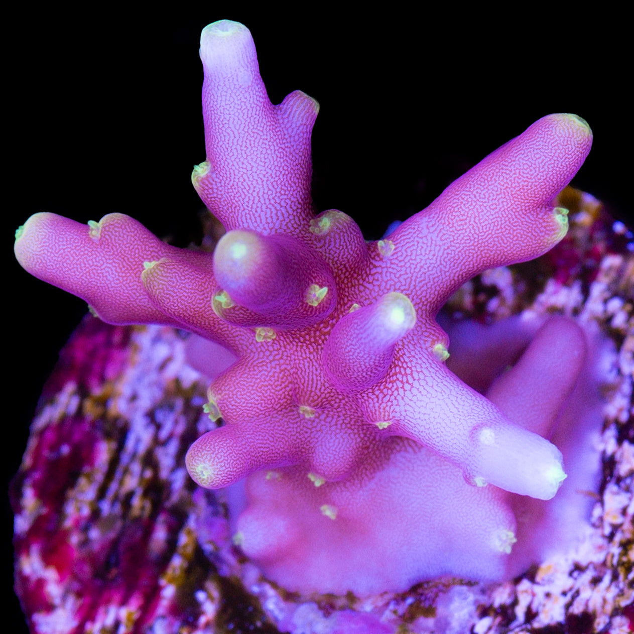 Space Dragon Acropora Coral