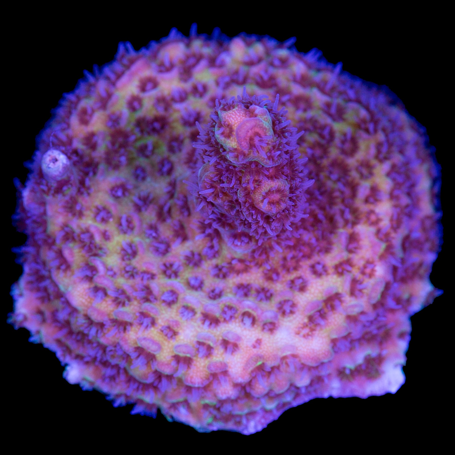 Mystery Acropora Coral