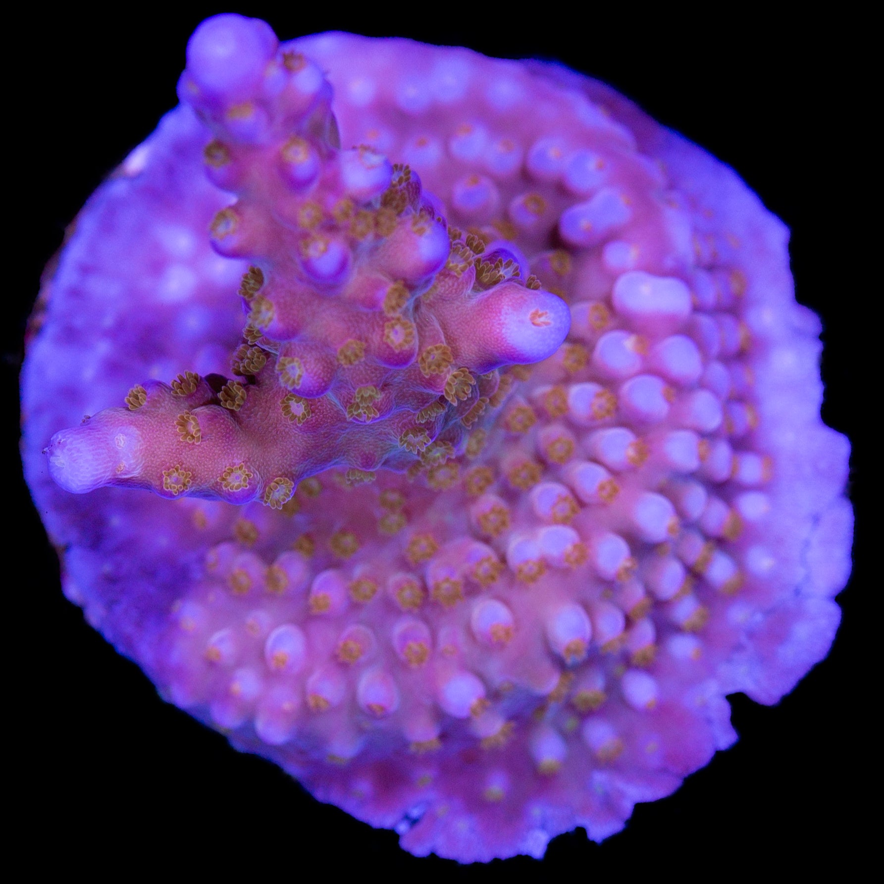 ARC Fireworks Acropora Coral