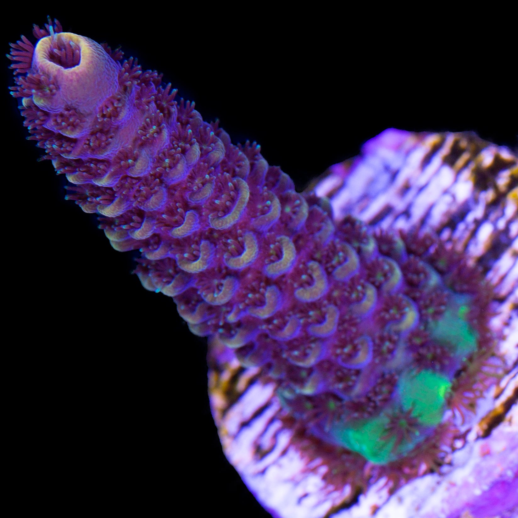 Mystery Acropora Coral