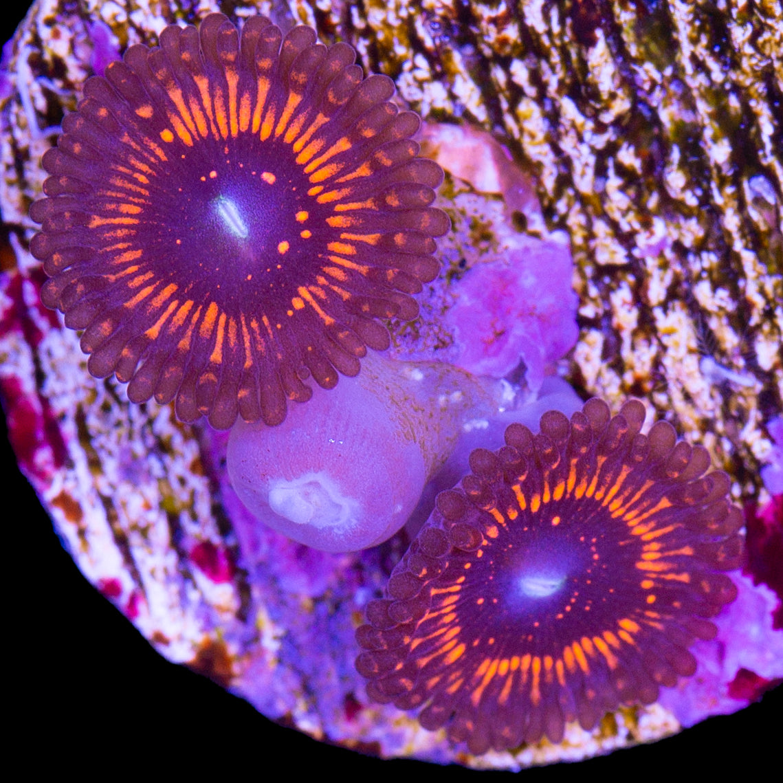 Vivid's Illuminati Zoanthids