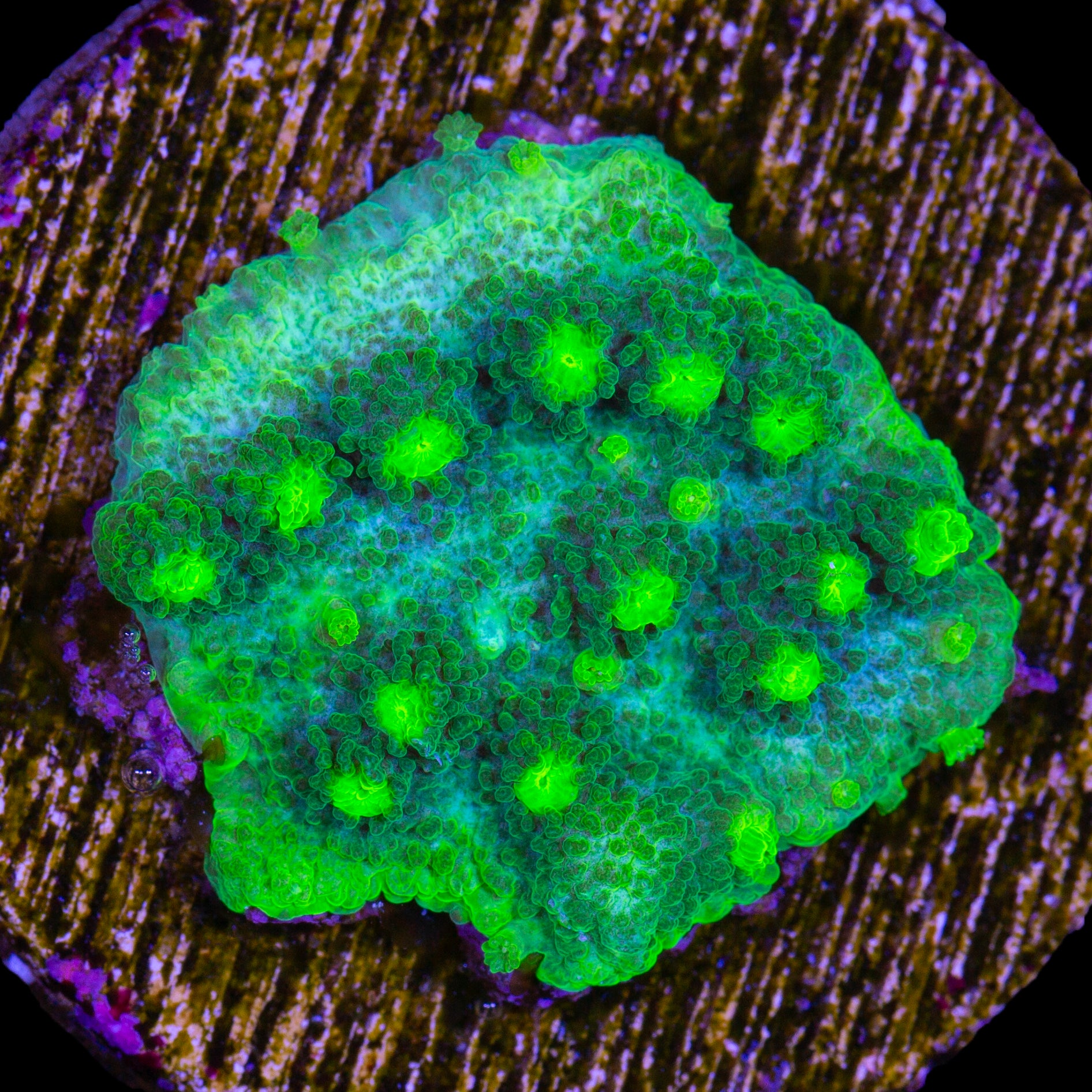 Vivid's Toxic Cyphastrea Coral